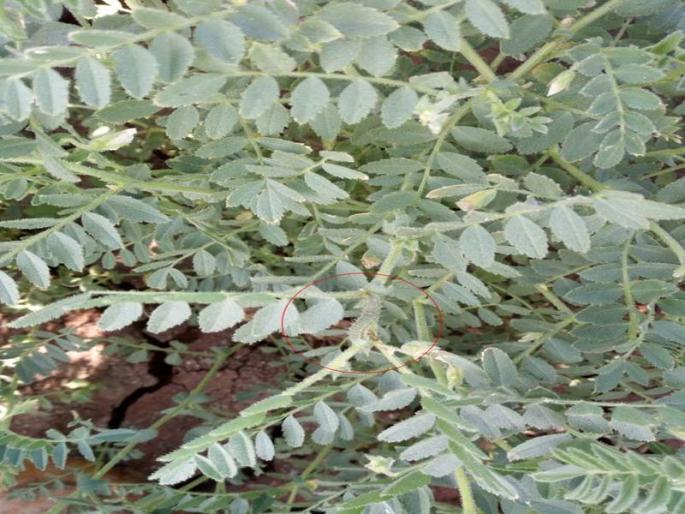 RANGE OF POTTERIZATION: Prolapse of larva on gram flour | रांझणी परिसर : हरभरा पिकावर अळीचा प्रादुर्भाव RANGE OF POTTERIZATION: Prolapse of larva on gram flour | रांझणी परिसर : हरभरा पिकावर अळीचा प्रादुर्भाव