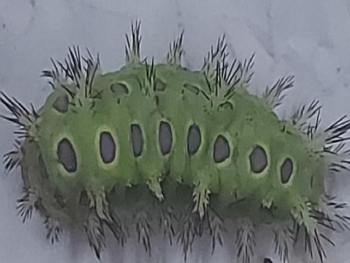 Highly toxic sting worm found in Sangli district, A young woman from Ambak in Kadegaon taluka was bitten | सांगली जिल्ह्यात आढळली अतिविषारी घोणस अळी, अंबकच्या तरुणीस दंश Highly toxic sting worm found in Sangli district, A young woman from Ambak in Kadegaon taluka was bitten | सांगली जिल्ह्यात आढळली अतिविषारी घोणस अळी, अंबकच्या तरुणीस दंश