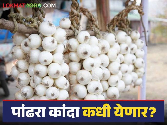 Alibag Pandhara Kanda : When will Alibaug's white onion arrive in the market this year? | Alibag Pandhara Kanda : यंदा अलिबागचा पांढरा कांदा कधी येणार बाजारात? Alibag Pandhara Kanda : When will Alibaug's white onion arrive in the market this year? | Alibag Pandhara Kanda : यंदा अलिबागचा पांढरा कांदा कधी येणार बाजारात?