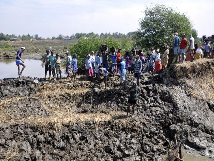 The success of the 25 biggest breakthroughs in the laboratory of the sea defense bandh | श्रमदानातून समुद्र संरक्षक बंधा-यांना पडलेली 25 मोठी भगदाडे चिखलमातीने बुजवण्यात यश The success of the 25 biggest breakthroughs in the laboratory of the sea defense bandh | श्रमदानातून समुद्र संरक्षक बंधा-यांना पडलेली 25 मोठी भगदाडे चिखलमातीने बुजवण्यात यश