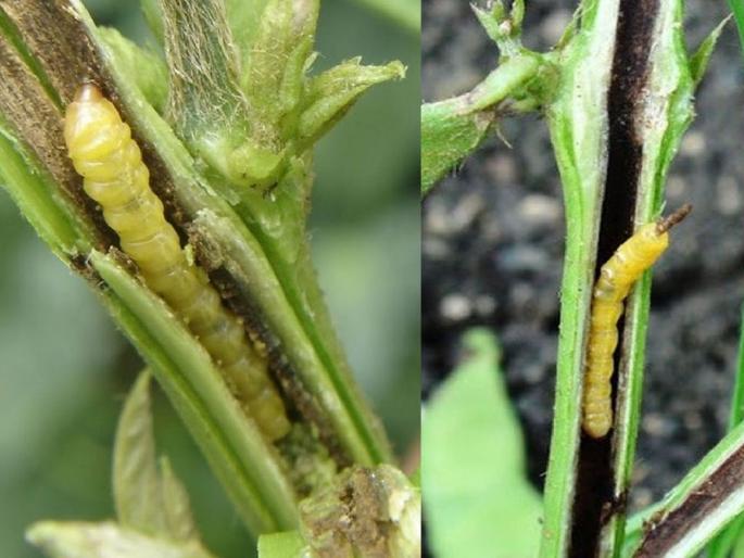 due to the incidence of diseases and pests, soybean production decreased but cost hikes, farmers seeks for governments help | कुरतडलेल्या सोयाबीनवर शासन करणार का फवारणी? शेतकऱ्यांचा सवाल