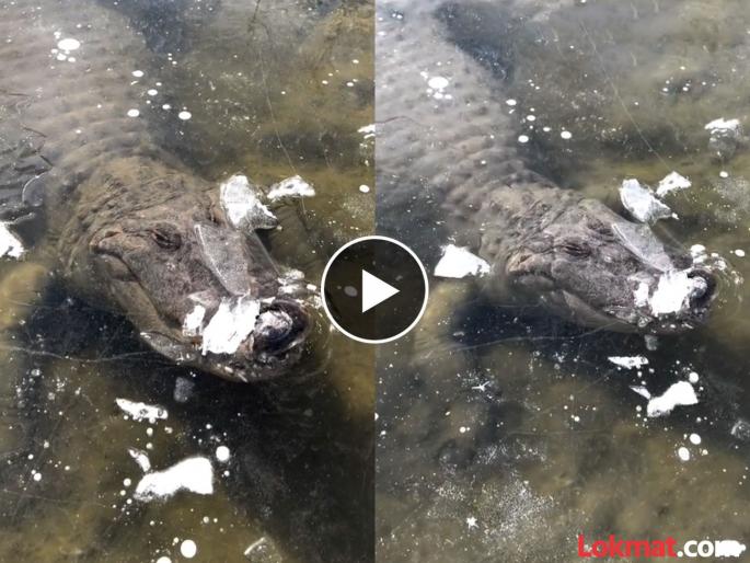 Allegator alive frozen ice water watch viral video | गोठलेल्या पाण्याखाली अडकून पडली मगर, बघू लोक म्हणाले - ती एक योद्धा आहे!