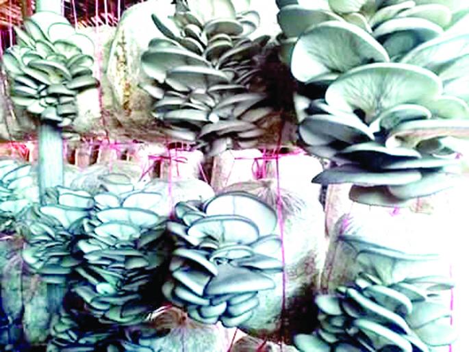 Alambi projects need help | अळंबी प्रकल्पांना मदतीची गरज-युवा उद्योजकांचे लॉकडाऊनच्या काळात लाखो रुपयांचे नुकसान Alambi projects need help | अळंबी प्रकल्पांना मदतीची गरज-युवा उद्योजकांचे लॉकडाऊनच्या काळात लाखो रुपयांचे नुकसान