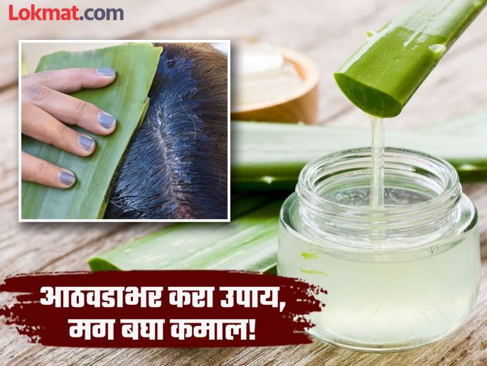 Use aloe vera gel on hair for a week for hair growth and long hair | एक आठवडा केसांवर 'या' पद्धतीने लावा कोरफडीचा गर, केसांच्या अनेक समस्या होतील दूर! Use aloe vera gel on hair for a week for hair growth and long hair | एक आठवडा केसांवर 'या' पद्धतीने लावा कोरफडीचा गर, केसांच्या अनेक समस्या होतील दूर!