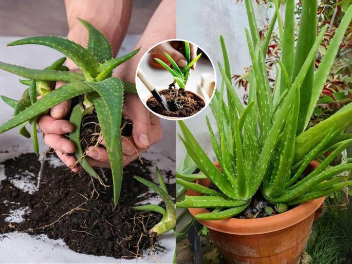 How to keep aloe vera green in summer Aloe vera plant turning yellow solutions Best fertilizer for aloe vera plant in summer Growing aloe vera in small pots tips Indoor vs outdoor aloe vera care | उन्हाळ्यात छोट्याशा कुंडीत 'असं' लावा कोरफडीचं रोप, ४ टिप्स- रोप पिवळं पडणार नाही, काही दिवसातच होईल हिरवागार - टवटवीत How to keep aloe vera green in summer Aloe vera plant turning yellow solutions Best fertilizer for aloe vera plant in summer Growing aloe vera in small pots tips Indoor vs outdoor aloe vera care | उन्हाळ्यात छोट्याशा कुंडीत 'असं' लावा कोरफडीचं रोप, ४ टिप्स- रोप पिवळं पडणार नाही, काही दिवसातच होईल हिरवागार - टवटवीत