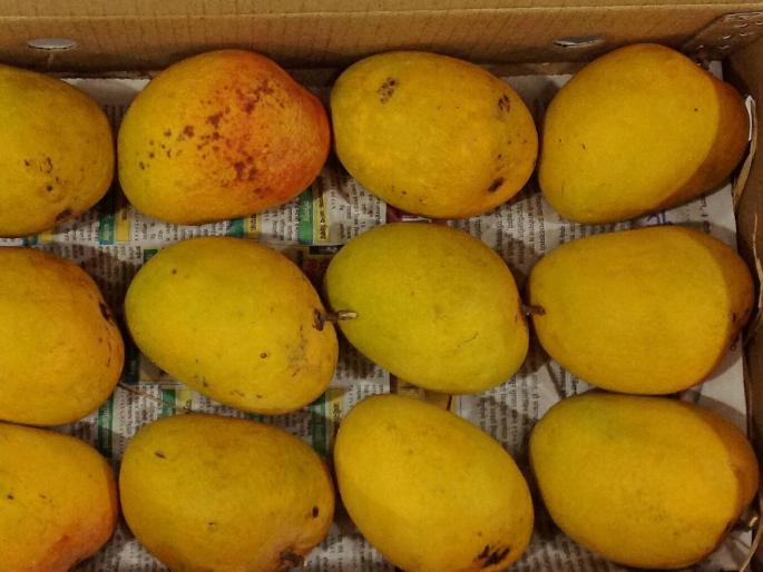 Have Puranpoli and Mango Juice together this Holi as Inflow of 49 thousand boxes and prices of alphonso under control | होळीला पुरणपोळीसह आमरसही ओरपा; ४९ हजार पेट्यांची आवक, हापूसचे दर नियंत्रणात