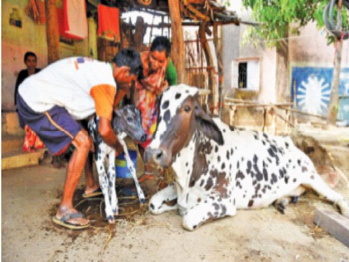 The cow gave birth to a calf | ढवळीने दिला गोकुळीला जन्म; मुके मातृत्व जिंकले The cow gave birth to a calf | ढवळीने दिला गोकुळीला जन्म; मुके मातृत्व जिंकले