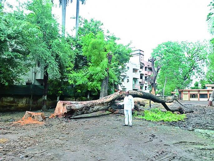 Even after ordering the tree, the root was broken | झाड छाटण्याचे आदेश असतानाही मूळासकट तोडले