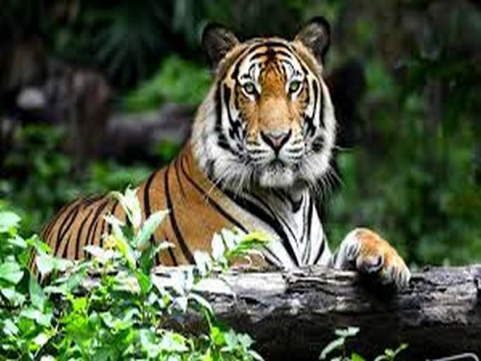 "NTCA's attention, security audit of projects, on Tiger growth data" | वाघांच्या वाढीव आकडेवारीवर ‘एनटीसीए’चे लक्ष, प्रकल्पांचे सुरक्षा ऑडिट "NTCA's attention, security audit of projects, on Tiger growth data" | वाघांच्या वाढीव आकडेवारीवर ‘एनटीसीए’चे लक्ष, प्रकल्पांचे सुरक्षा ऑडिट