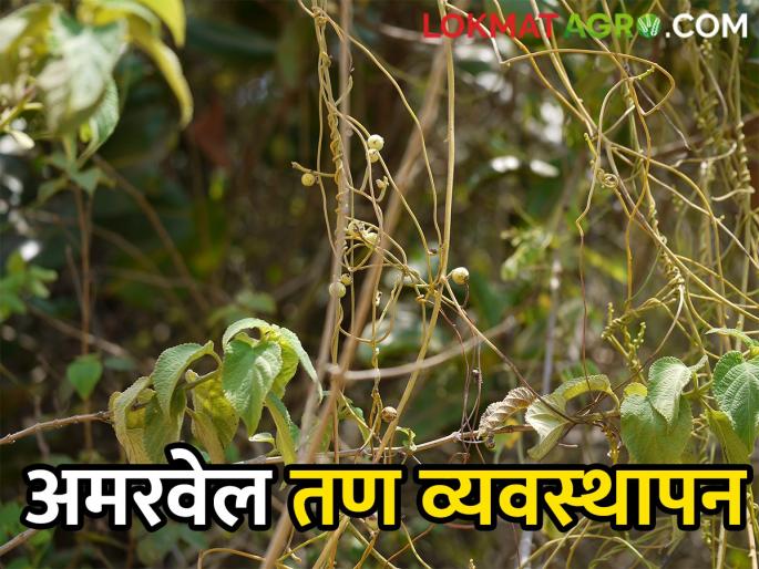 Latest News Two solutions are beneficial for farmers to manage Amarvel dodders | Crop Management : अमरवेलचा बंदोबस्त कसा कराल, 'हे' दोन उपाय ठरतील फायदेशीर, वाचा सविस्तर Latest News Two solutions are beneficial for farmers to manage Amarvel dodders | Crop Management : अमरवेलचा बंदोबस्त कसा कराल, 'हे' दोन उपाय ठरतील फायदेशीर, वाचा सविस्तर