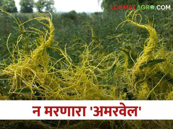 Here are some simple remedies to deal with Amarvel weed | Amarvel अमरवेल या तणाचा बंदोबस्त करण्याचे हे आहेत सोपे उपाय
