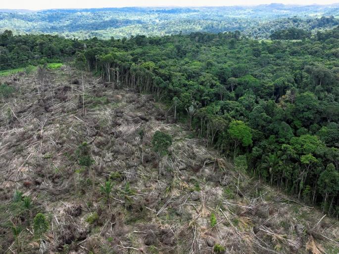 Shocking! Indiscriminate logging in the Amazon forest; Cleared forests equal to the area of two countries | धक्कादायक! ॲमेझॉन जंगलात अंदाधुंद वृक्षतोड; दोन देशांच्या क्षेत्रफळाइतके जंगल साफ... Shocking! Indiscriminate logging in the Amazon forest; Cleared forests equal to the area of two countries | धक्कादायक! ॲमेझॉन जंगलात अंदाधुंद वृक्षतोड; दोन देशांच्या क्षेत्रफळाइतके जंगल साफ...