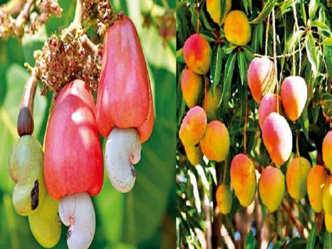 pune news relief for mango, cashew and orange growers; Fruit Crop Insurance Scheme extended till December 15 | आंबा, काजू, संत्रा उत्पादकांना दिलासा; फळपीक विमा योजनेला १५ डिसेंबरपर्यंत मुदतवाढ pune news relief for mango, cashew and orange growers; Fruit Crop Insurance Scheme extended till December 15 | आंबा, काजू, संत्रा उत्पादकांना दिलासा; फळपीक विमा योजनेला १५ डिसेंबरपर्यंत मुदतवाढ