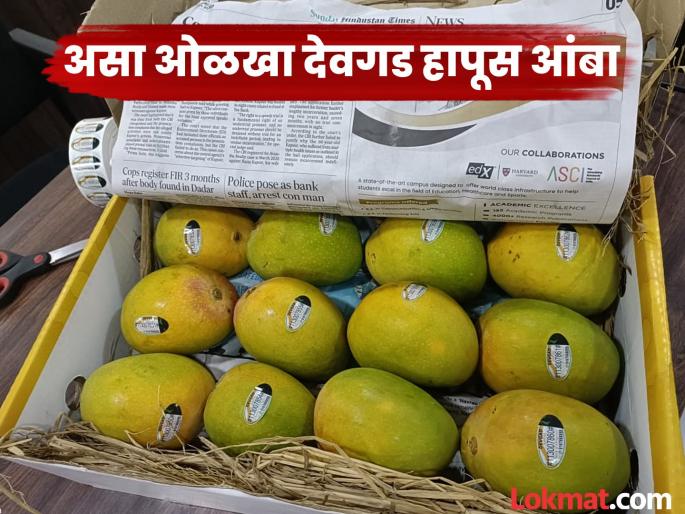 pune devgad Hapus mango can now be identified through a unique ID code | अरे वा..! देवगड हापूस आंबा घेताना आता फसवणूक अशक्य, स्पेशल कोडद्वारे पारख… pune devgad Hapus mango can now be identified through a unique ID code | अरे वा..! देवगड हापूस आंबा घेताना आता फसवणूक अशक्य, स्पेशल कोडद्वारे पारख…