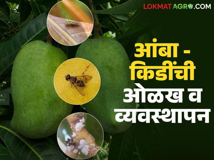 latest news Identifying insects in mango orchards, how to control locusts on mangoes | आंबा बागेवरील किडींची ओळख, असे करा आंब्यावरील तुडतुड्यांचे नियंत्रण, वाचा सविस्तर