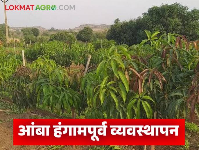 Latest News amba bag management tasks that need to be done during pre-season management of mango farm | आंबा बागेचे हंगामपूर्व व्यवस्थापन करताना काय-काय कामे करावी लागतात? वाचा सविस्तर