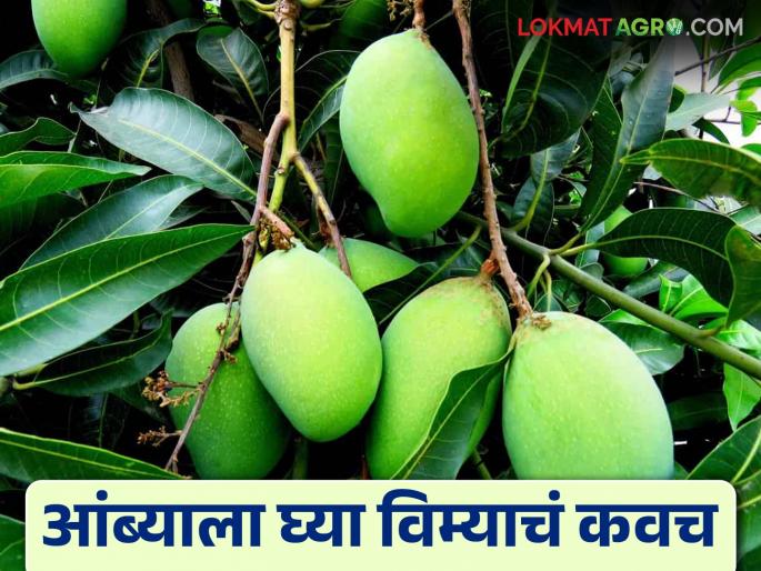 Fruit crop insurance scheme for mango crops in 14 other districts except Konkan; How to get compensation | कोकण वगळता इतर १४ जिल्ह्यात आंबा पिकासाठी फळपिक विमा योजना; कशी मिळते नुकसान भरपाई Fruit crop insurance scheme for mango crops in 14 other districts except Konkan; How to get compensation | कोकण वगळता इतर १४ जिल्ह्यात आंबा पिकासाठी फळपिक विमा योजना; कशी मिळते नुकसान भरपाई