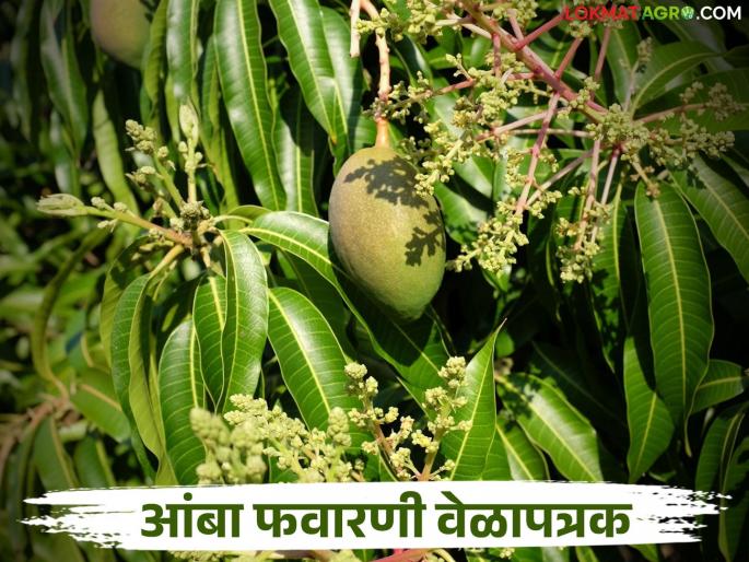 Amba Mohar Vyavasthapan : Revised schedule for mango blossom protection; Which medicines should be sprayed when? Read in detail | Amba Mohar Vyavasthapan : आंबा मोहोर संरक्षणांचे सुधारित वेळापत्रक; कोणती औषधे कधी फवारावीत? वाचा सविस्तर Amba Mohar Vyavasthapan : Revised schedule for mango blossom protection; Which medicines should be sprayed when? Read in detail | Amba Mohar Vyavasthapan : आंबा मोहोर संरक्षणांचे सुधारित वेळापत्रक; कोणती औषधे कधी फवारावीत? वाचा सविस्तर