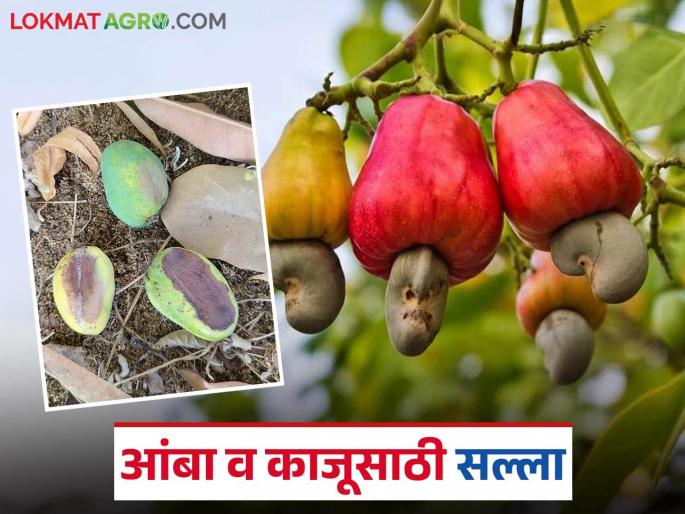 Unseasonal rains may cause pests and diseases to attack mango and cashew crops; how will you manage them? | अवकाळी पावसामुळे आंबा व काजू पिकावर किड व रोग प्रादुर्भावाची शक्यता; कसे कराल व्यवस्थापन? Unseasonal rains may cause pests and diseases to attack mango and cashew crops; how will you manage them? | अवकाळी पावसामुळे आंबा व काजू पिकावर किड व रोग प्रादुर्भावाची शक्यता; कसे कराल व्यवस्थापन?