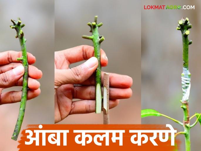 Latest News Amba Lagvad Kalam Use these two methods while grafting mangoes, know in detail | Amba Kalam : आंबा कलम करताना 'या' दोन पद्धती वापरा, जाणून घ्या सविस्तर  Latest News Amba Lagvad Kalam Use these two methods while grafting mangoes, know in detail | Amba Kalam : आंबा कलम करताना 'या' दोन पद्धती वापरा, जाणून घ्या सविस्तर