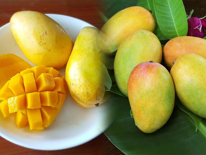 Eat lots of mangoes every day as you like? Eating too much mango also has side effects, experts say | आवडतात म्हणून रोज भरपूर आंबे खाता? अती आंबे खाण्याचेही दुष्परिणाम, तज्ज्ञ सांगतात आंबे खाण्याची योग्य पद्धत