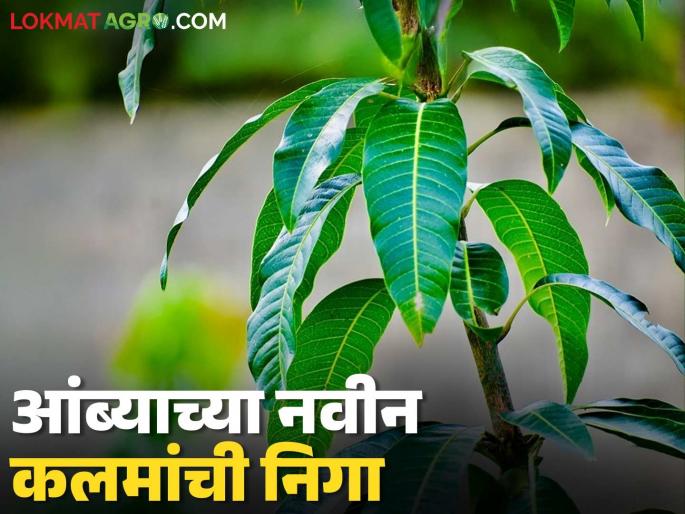 Latest News Amba lagvad Keep these things in mind while caring for new mango cuttings, read in detail | Aamba Lagvad : आंब्याच्या नवीन कलमांची निगा राखतांना 'या' गोष्टी लक्षात ठेवा, वाचा सविस्तर 