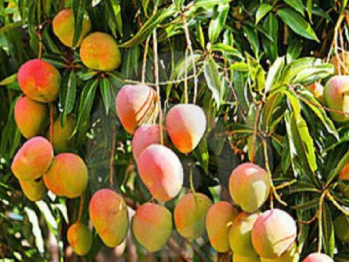 Nepalese laborers have increased their wages by two thousand, mango farmers are in financial trouble | नेपाळी मजुरांनी दोन हजाराने वाढविली मजुरी, आंबा बागायतदारांना आर्थिक भुर्दंड Nepalese laborers have increased their wages by two thousand, mango farmers are in financial trouble | नेपाळी मजुरांनी दोन हजाराने वाढविली मजुरी, आंबा बागायतदारांना आर्थिक भुर्दंड