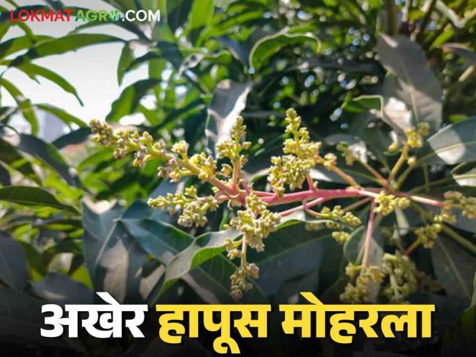 Devgad Hapus: Hapus finally blooms in Devgad; When will Hapus come to the market this year? | Devgad Hapus : देवगडमध्ये अखेर हापूसला मोहोर; यंदा हापूस कधी येणार बाजारात?