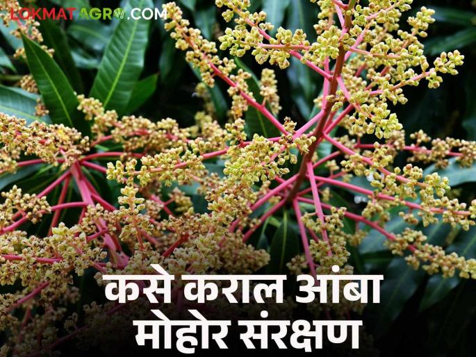 Amba Mohor Sanrakshan : How to spray to control sucking pests and diseases in mango crops? | Amba Mohor Sanrakshan : आंबा पिकातील रसशोषक किडी व रोगांचे नियंत्रण करण्यासाठी कशा घ्याल फवारण्या? Amba Mohor Sanrakshan : How to spray to control sucking pests and diseases in mango crops? | Amba Mohor Sanrakshan : आंबा पिकातील रसशोषक किडी व रोगांचे नियंत्रण करण्यासाठी कशा घ्याल फवारण्या?
