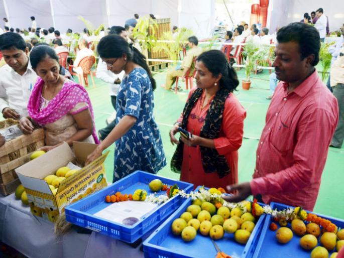 Mango festival begins, Jalna celebrates festival | आंबा महोत्सवात हापूसला पसंती, जालनात महोत्सव सुरू Mango festival begins, Jalna celebrates festival | आंबा महोत्सवात हापूसला पसंती, जालनात महोत्सव सुरू