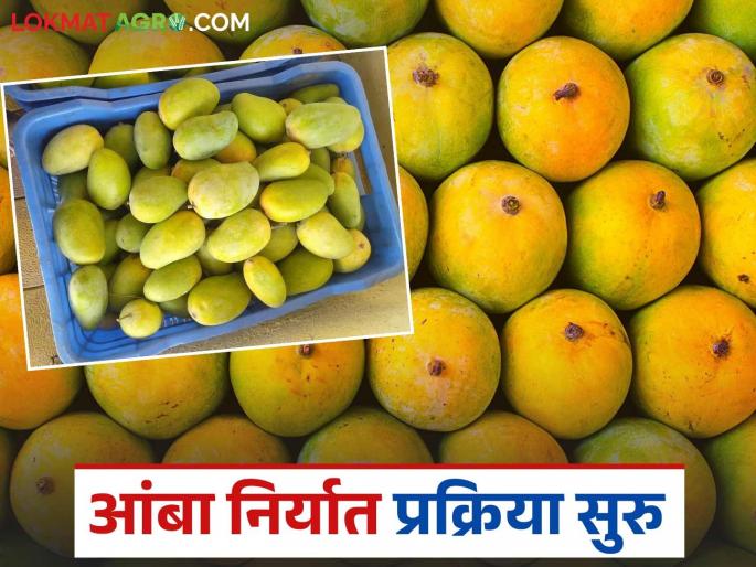 US Food and Drug Inspectors arrive in India; Mango export operations begin from today | अमेरिकेचे अन्न व औषध निरीक्षक भारतात दाखल; आजपासून आंबा निर्यात कार्यवाही सुरु US Food and Drug Inspectors arrive in India; Mango export operations begin from today | अमेरिकेचे अन्न व औषध निरीक्षक भारतात दाखल; आजपासून आंबा निर्यात कार्यवाही सुरु