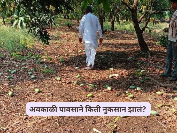 Latest News Avkali Paus 8 thousand farmers affected by unseasonal rains in Nashik district | Crop Damage : नाशिक जिल्ह्यात 8 हजार शेतकऱ्यांना अवकाळीचा फटका, किती झालं नुकसान? 
