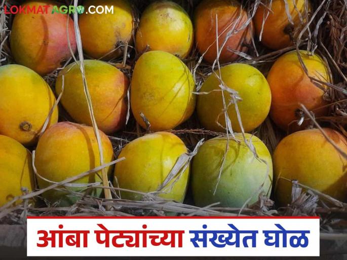 The market committee itself is making a mess in increasing the number of mango boxes arriving; what do the farmers say? | बाजार समितीच आंबा पेट्यांची आवक संख्या वाढविण्यात करतेय घोळ; काय म्हणता आहेत शेतकरी? The market committee itself is making a mess in increasing the number of mango boxes arriving; what do the farmers say? | बाजार समितीच आंबा पेट्यांची आवक संख्या वाढविण्यात करतेय घोळ; काय म्हणता आहेत शेतकरी?