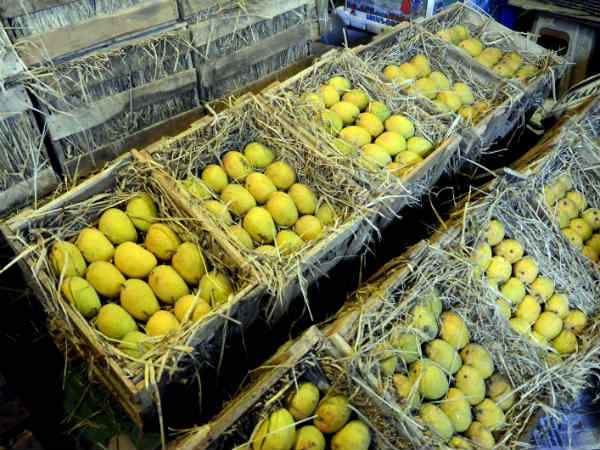 box of devgad hapus mangoes arrive in mumbai on diwali | देवगड हापूस आंब्यांची पेटी दिवाळीच्या मुहूर्तावर मुंबईत; ६ डझनाची पेटी पाठवण्याचा प्रकाश शिर्सेकर यांना मान box of devgad hapus mangoes arrive in mumbai on diwali | देवगड हापूस आंब्यांची पेटी दिवाळीच्या मुहूर्तावर मुंबईत; ६ डझनाची पेटी पाठवण्याचा प्रकाश शिर्सेकर यांना मान