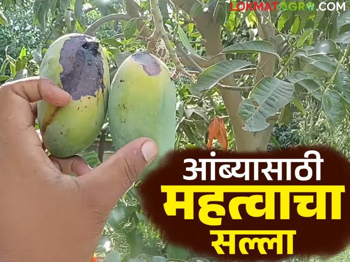 Amba Pik Salla : There is a big increase in temperature at present; How will you take care of the mango crop? Read in detail | Amba Pik Salla : सद्यस्थितीत तापमानात मोठी वाढ; कशी घ्याल आंबा पिकाची काळजी? वाचा सविस्तर Amba Pik Salla : There is a big increase in temperature at present; How will you take care of the mango crop? Read in detail | Amba Pik Salla : सद्यस्थितीत तापमानात मोठी वाढ; कशी घ्याल आंबा पिकाची काळजी? वाचा सविस्तर