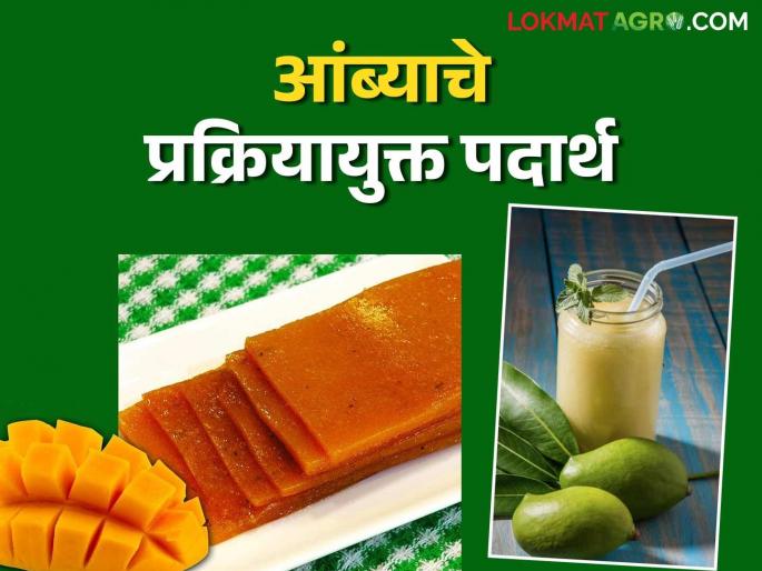 Make these two simple products from mangoes and start your own processing industry | आंब्यापासून तयार करा ही दोन सोपी उत्पादने आणि सुरु करा स्वताचा प्रक्रिया उद्योग Make these two simple products from mangoes and start your own processing industry | आंब्यापासून तयार करा ही दोन सोपी उत्पादने आणि सुरु करा स्वताचा प्रक्रिया उद्योग