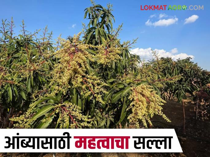 What sprays should be used for re flowering and pest and disease control in mango crops? Read in detail | आंबा पिकातील पुनर्मोहर व कीड-रोग नियंत्रणासाठी कोणत्या फवारण्या घ्याव्यात? वाचा सविस्तर What sprays should be used for re flowering and pest and disease control in mango crops? Read in detail | आंबा पिकातील पुनर्मोहर व कीड-रोग नियंत्रणासाठी कोणत्या फवारण्या घ्याव्यात? वाचा सविस्तर