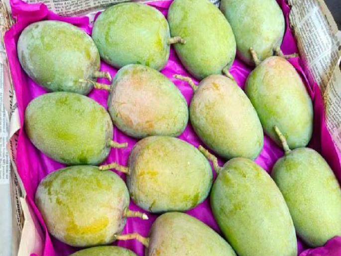 As many as 9 thousand boxes of Hapus entered the Vashi market | Ratnagiri: वाशी बाजारात नऊ हजार पेट्या आंबा, यावर्षीची सर्वाधिक आवक As many as 9 thousand boxes of Hapus entered the Vashi market | Ratnagiri: वाशी बाजारात नऊ हजार पेट्या आंबा, यावर्षीची सर्वाधिक आवक