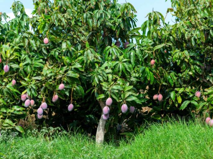 There was a quarrel between the mango tree and the grass, who won? Read this story! | आम्रवृक्ष आणि गवताच्या पातीचे झाले भांडण, यात जिंकले कोण? वाचा ही गोष्ट! There was a quarrel between the mango tree and the grass, who won? Read this story! | आम्रवृक्ष आणि गवताच्या पातीचे झाले भांडण, यात जिंकले कोण? वाचा ही गोष्ट!