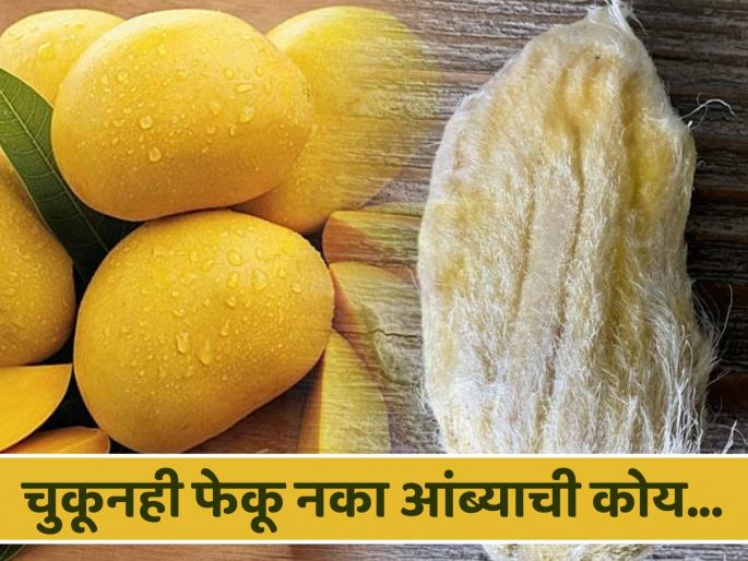 health tips benefits of mango seeds can help to reduce scalp and decreased blood cholesterol in body | आंबा खाऊन त्याची कोय फेकता? कोयीचेही आहेत आरोग्यदायी फायदे, एकदा वाचाच health tips benefits of mango seeds can help to reduce scalp and decreased blood cholesterol in body | आंबा खाऊन त्याची कोय फेकता? कोयीचेही आहेत आरोग्यदायी फायदे, एकदा वाचाच