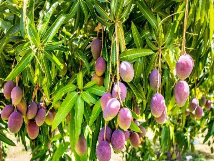 odisha-mangoes-worth-rs-2-5-lakh-kg-stolen-from-odisha-mans-farm | 2.5 लाख रुपये किलो किमतीच्या आंब्याची चोरी; सोशल मीडियावर फोटो टाकणे अंगलट odisha-mangoes-worth-rs-2-5-lakh-kg-stolen-from-odisha-mans-farm | 2.5 लाख रुपये किलो किमतीच्या आंब्याची चोरी; सोशल मीडियावर फोटो टाकणे अंगलट