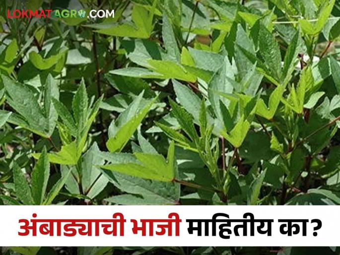 Latest News Wardha farmer's organic ambadi bhaji farming, high demand from customers | Ambadichi Bhaji : वर्ध्याच्या शेतकऱ्याची सेंद्रिय अंबाडीची शेती, या भाजीला ग्राहकांची मोठी मागणी Latest News Wardha farmer's organic ambadi bhaji farming, high demand from customers | Ambadichi Bhaji : वर्ध्याच्या शेतकऱ्याची सेंद्रिय अंबाडीची शेती, या भाजीला ग्राहकांची मोठी मागणी