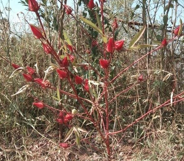 Ambadi syrup industry in Nagbhid taluka of Chandrapur district | चंद्रपूर जिल्ह्यातील नागभीड तालुक्यात अंबाडी सरबत उद्योगास वाव Ambadi syrup industry in Nagbhid taluka of Chandrapur district | चंद्रपूर जिल्ह्यातील नागभीड तालुक्यात अंबाडी सरबत उद्योगास वाव