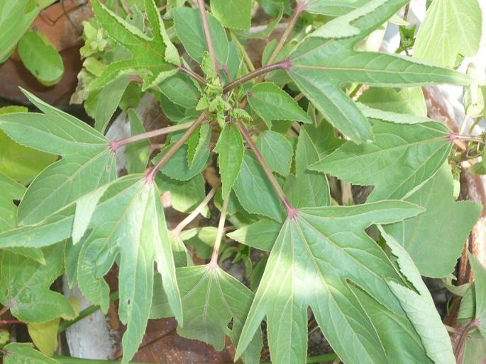 Wild vegetables should be saved | रानभाज्यांना वाचवायला हवं