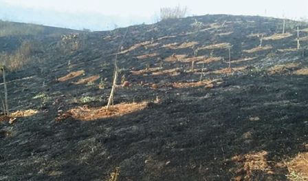 20 thousand trees in Ambarnath were burnt by firebrand victims, villagers and charred trees | अंबरनाथमध्ये वीस हजार झाडे आगीच्या भक्षस्थानी, समाजकंटकांनी जाळली झाडं 20 thousand trees in Ambarnath were burnt by firebrand victims, villagers and charred trees | अंबरनाथमध्ये वीस हजार झाडे आगीच्या भक्षस्थानी, समाजकंटकांनी जाळली झाडं