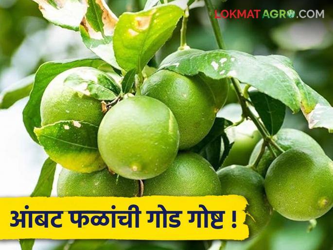 Citrus Fruit : The sweet and sour story of citrus fruits...... Read in detail | Citrus Fruit : लिंबूवर्गीय फळांची आंबट गोड गोष्ट...... वाचा सविस्तर Citrus Fruit : The sweet and sour story of citrus fruits...... Read in detail | Citrus Fruit : लिंबूवर्गीय फळांची आंबट गोड गोष्ट...... वाचा सविस्तर