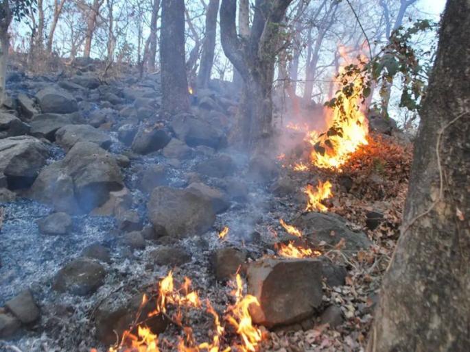 How can protect from the fire of Ambazari forest? High court asked | अंबाझरी वनाचे आगीपासून कसे संरक्षण करता येईल? हायकोर्टाची विचारणा How can protect from the fire of Ambazari forest? High court asked | अंबाझरी वनाचे आगीपासून कसे संरक्षण करता येईल? हायकोर्टाची विचारणा