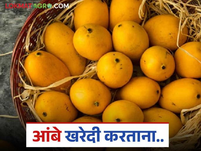 latest news amba kharedi What precautions should be taken while buying mango Read in detail | Amba Kharedi : आंबे खरेदी करताय? खरेदी करताना काेणती काळजी घ्यावी? वाचा सविस्तर  latest news amba kharedi What precautions should be taken while buying mango Read in detail | Amba Kharedi : आंबे खरेदी करताय? खरेदी करताना काेणती काळजी घ्यावी? वाचा सविस्तर