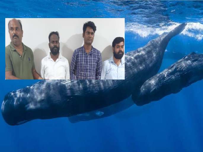 'Ambergris' smugglers in police net in Uttar Pradesh; 10 crore worth whale fish vomit seized | उत्तर प्रदेशात 'एम्बरग्रीस' तस्कर पोलिसांच्या जाळ्यात; 10 कोटींची व्हेल माशाची उलटी जप्त 'Ambergris' smugglers in police net in Uttar Pradesh; 10 crore worth whale fish vomit seized | उत्तर प्रदेशात 'एम्बरग्रीस' तस्कर पोलिसांच्या जाळ्यात; 10 कोटींची व्हेल माशाची उलटी जप्त