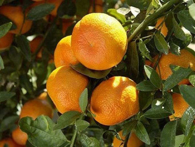 10.71 crore of Ambia Bahar will be received before Dussehra, government share deposit for fruit crop insurance | दसऱ्यापूर्वी मिळणार आंबिया बहराचे १०.७१ कोटी, फळपीक विम्यासाठी शासन हिस्सा जमा 10.71 crore of Ambia Bahar will be received before Dussehra, government share deposit for fruit crop insurance | दसऱ्यापूर्वी मिळणार आंबिया बहराचे १०.७१ कोटी, फळपीक विम्यासाठी शासन हिस्सा जमा